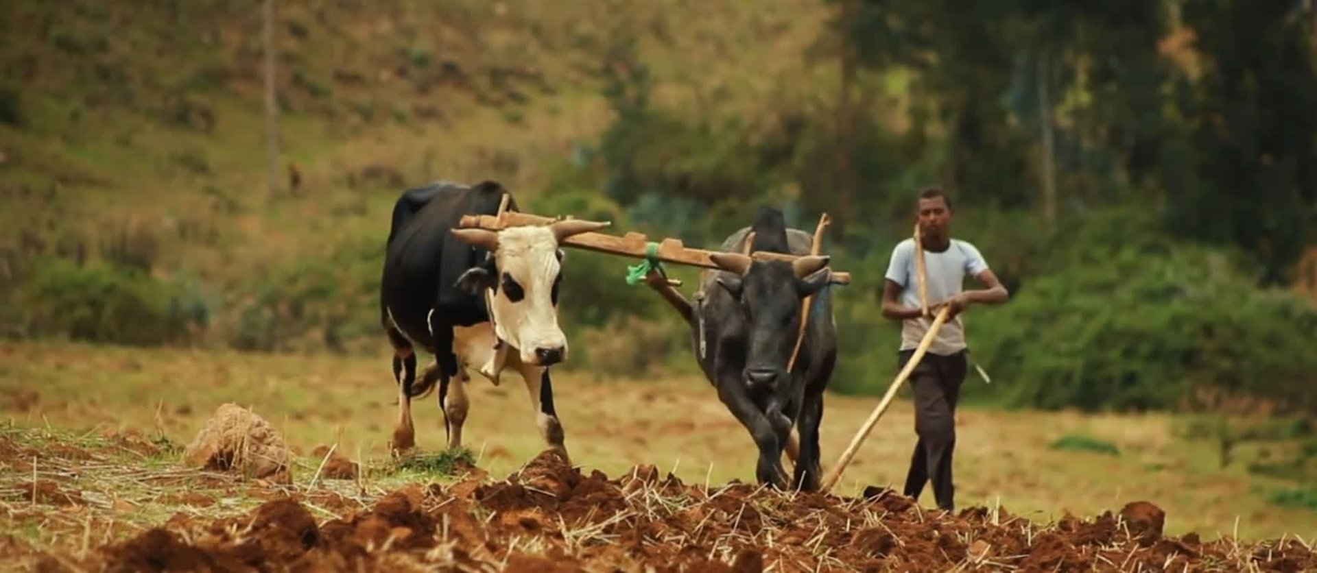 Agriculteur africain qui laboure son champ avec des bovins pour lutter contre la famine et la faim