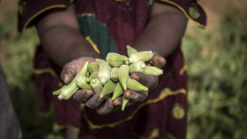 Paysanne africaine montrant une récolte agricole dans ses 2 mains : un travail de la terre qui porte ses fruits en matière de lutte contre la faim